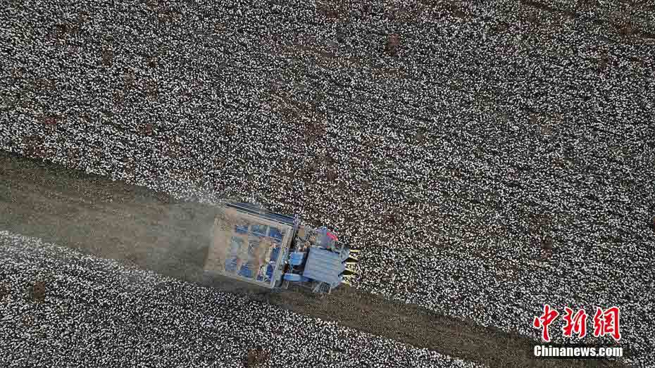 綿花の収穫ピークを迎えた南北新疆の綿花生産地