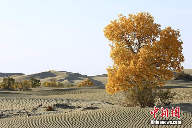 新疆維吾爾（ウイグル）自治區(qū)タリム川下流の砂漠地帯で、黃葉の見ごろを迎えたコトカケヤナギ（撮影?焦銀輝）。 