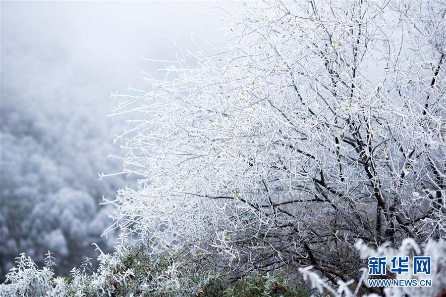 高原の林に広がる幻想的な霧氷の風(fēng)景　青海省