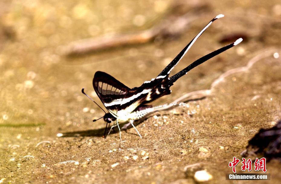 チベットで初めてスソビキアゲハを確認(rèn)、高原の蝶に「新メンバー」