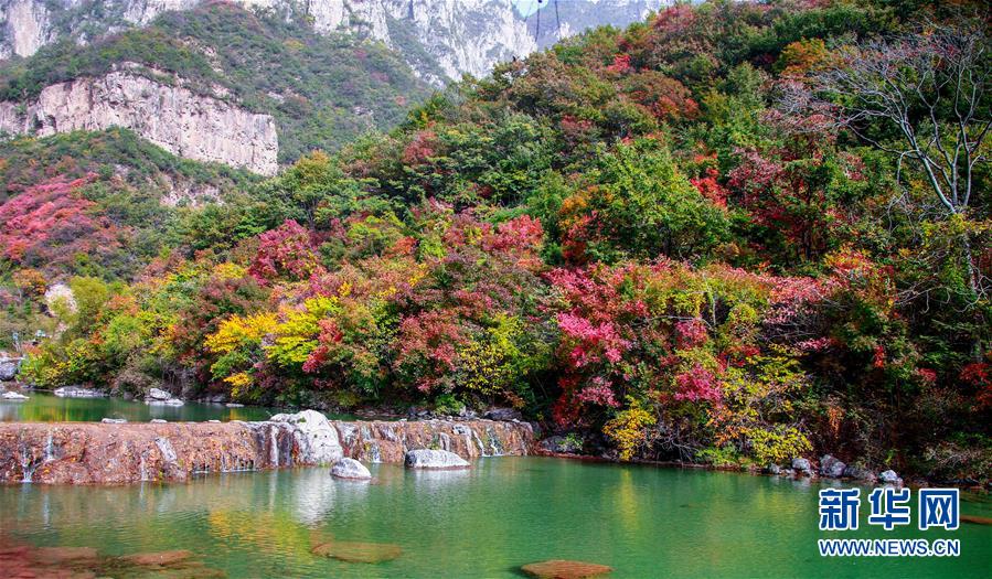 28日に撮影された河南省修武県の雲(yún)臺(tái)山景勝地に広がる秋景色（撮影?馮大鵬）。