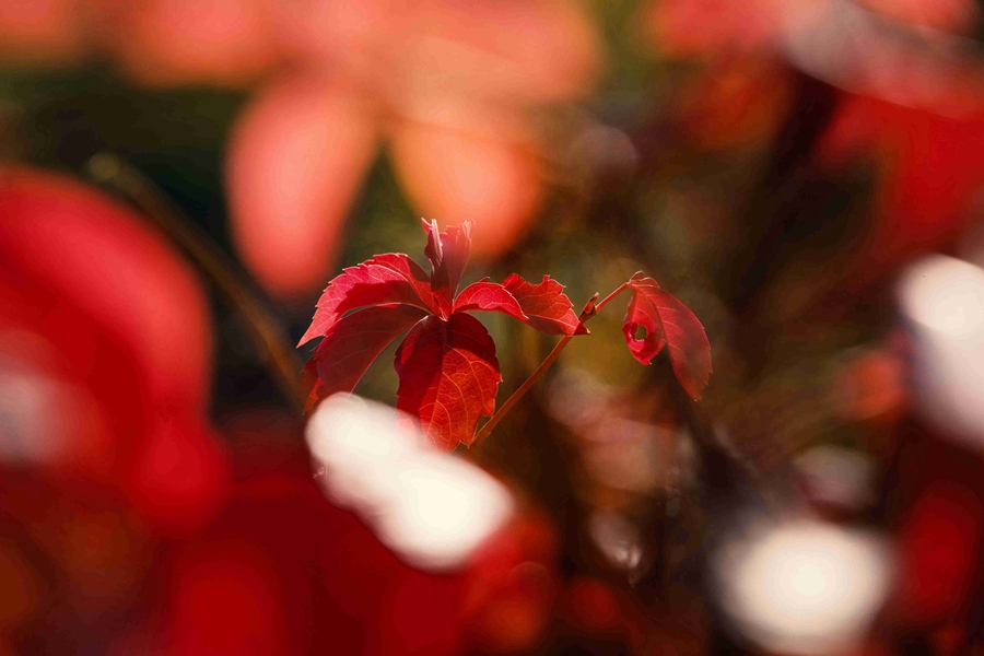 北京の紅葉の名所?百望山森林公園が見ごろに