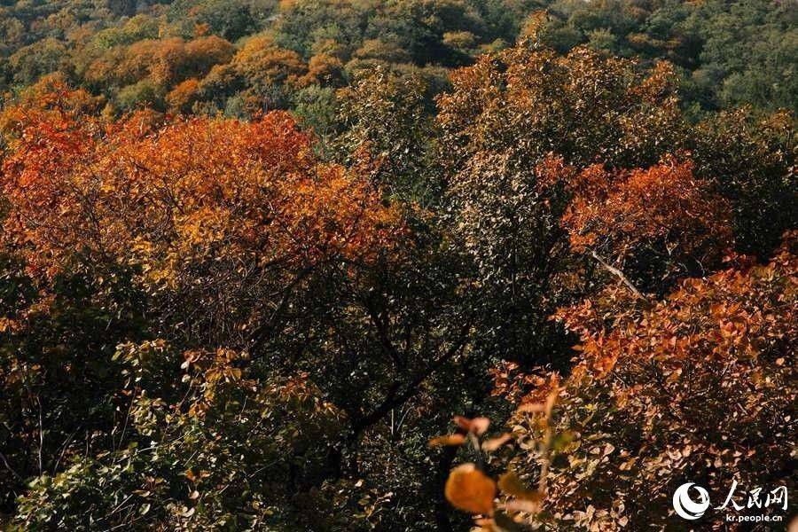 北京の紅葉の名所?百望山森林公園が見(jiàn)ごろに