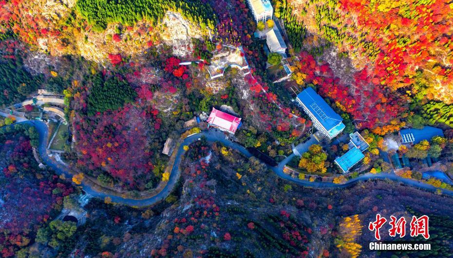 紅葉の見ごろを迎えた山東省済南市