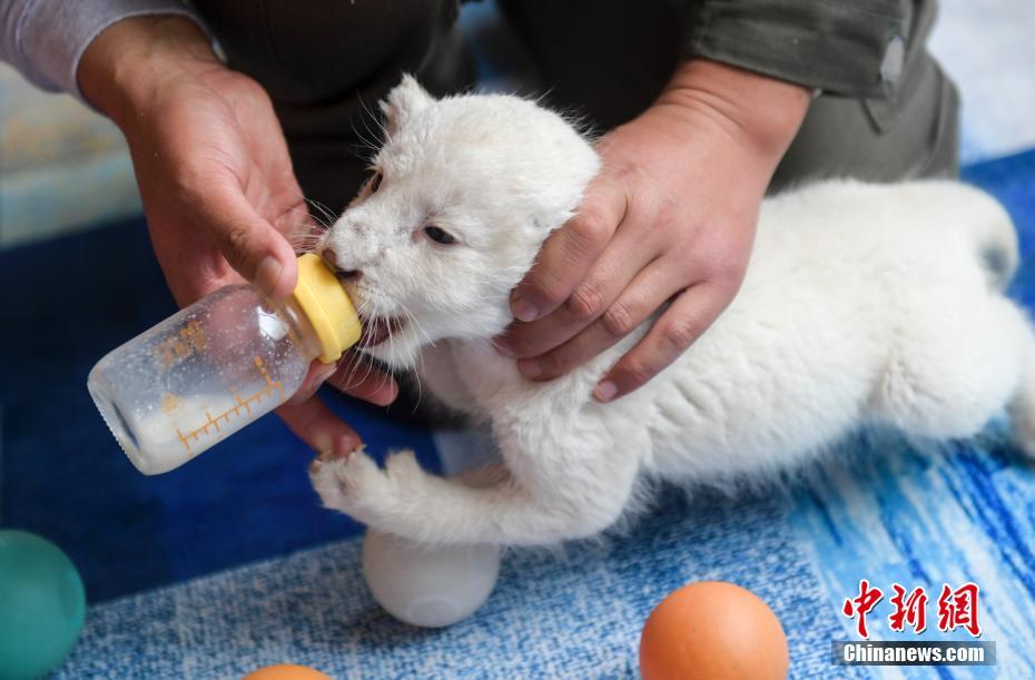 オスメス雙子の赤ちゃんホワイトライオンが初公開　山東省済南市