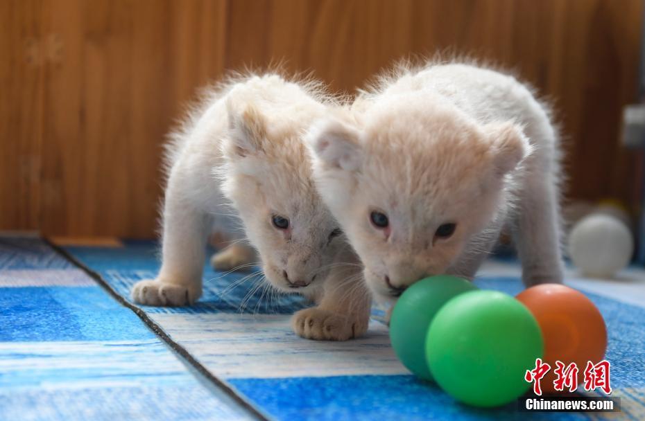 オスメス雙子の赤ちゃんホワイトライオンが初公開　山東省済南市