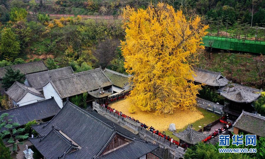 黃金色に染まった樹(shù)齢千年のイチョウ　陝西省西安市