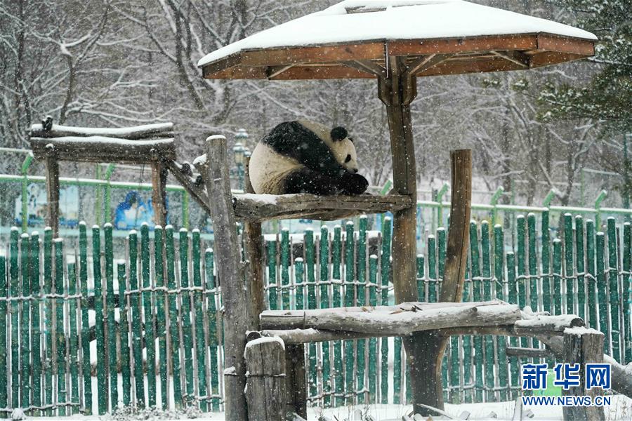 パンダも「雪の季節(jié)」を満喫　黒竜江省