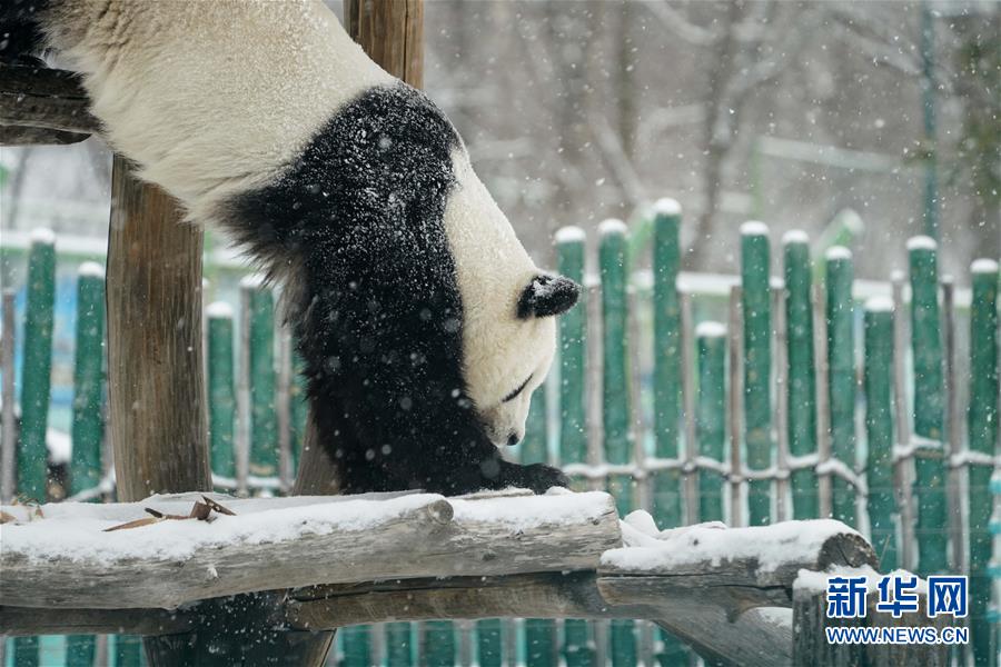 パンダも「雪の季節(jié)」を満喫　黒竜江省