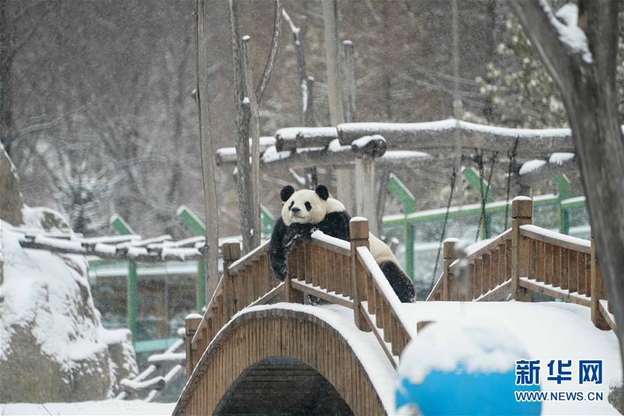 パンダも「雪の季節(jié)」を満喫　黒竜江省