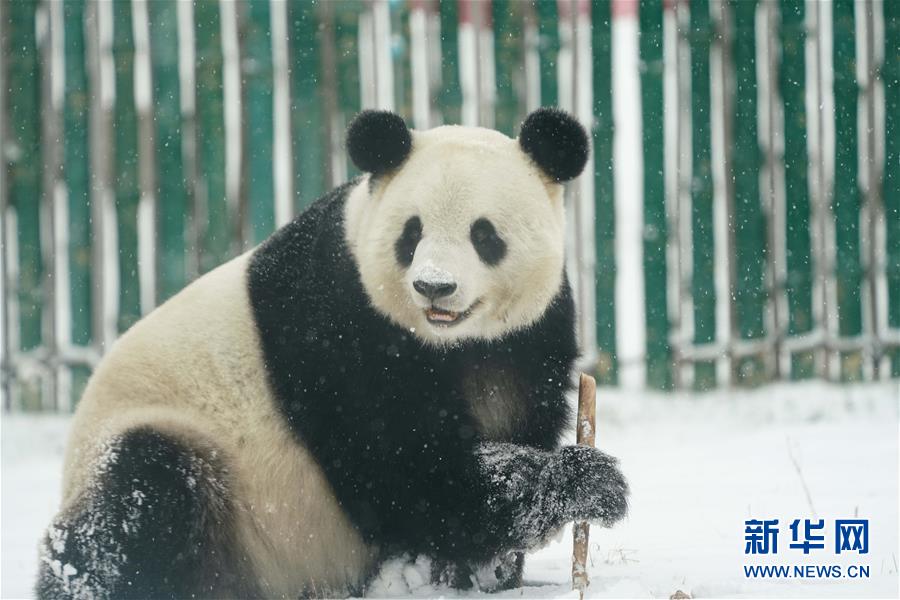 パンダも「雪の季節(jié)」を満喫　黒竜江省