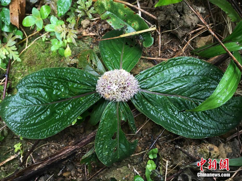 海南省、特有の植物11の新種が発見(jiàn)