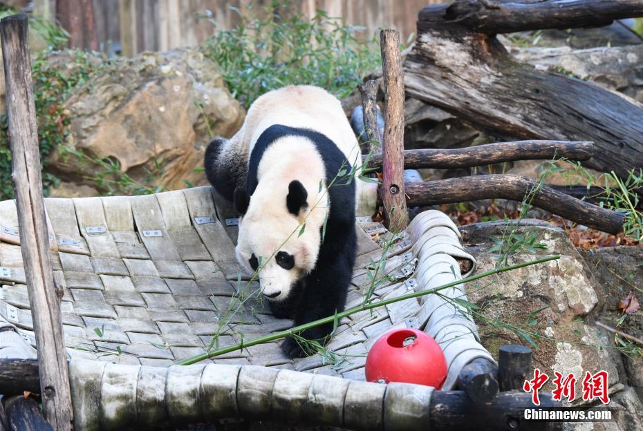 米國生まれのパンダ「貝貝」が中國へ