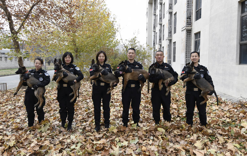 正式に入隊した6頭のクローン警察犬。 