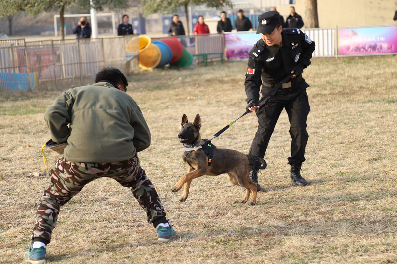 クローン警察犬チーム第1陣が正式に入隊(duì)　北京市