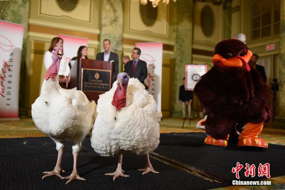 トランプ大統(tǒng)領(lǐng)から「恩赦」された七面鳥　米國ワシントン