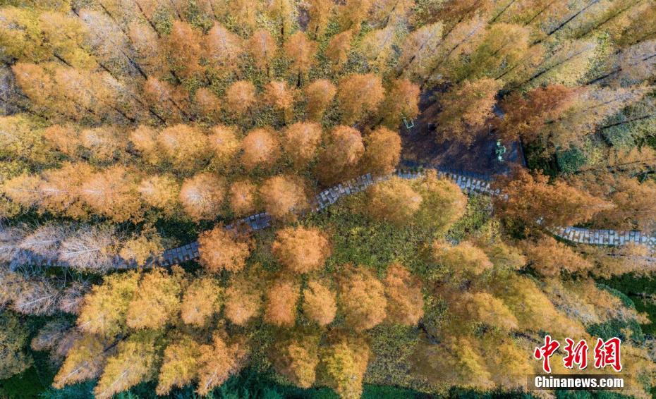 美しく色づく初冬のメタセコイア公園　山東省栄成市