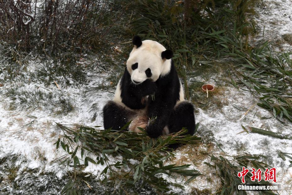 11月30日、青海省の西寧パンダ館內(nèi)で、雪のなかで竹を食べるパンダ（提供?西寧パンダ館）。 