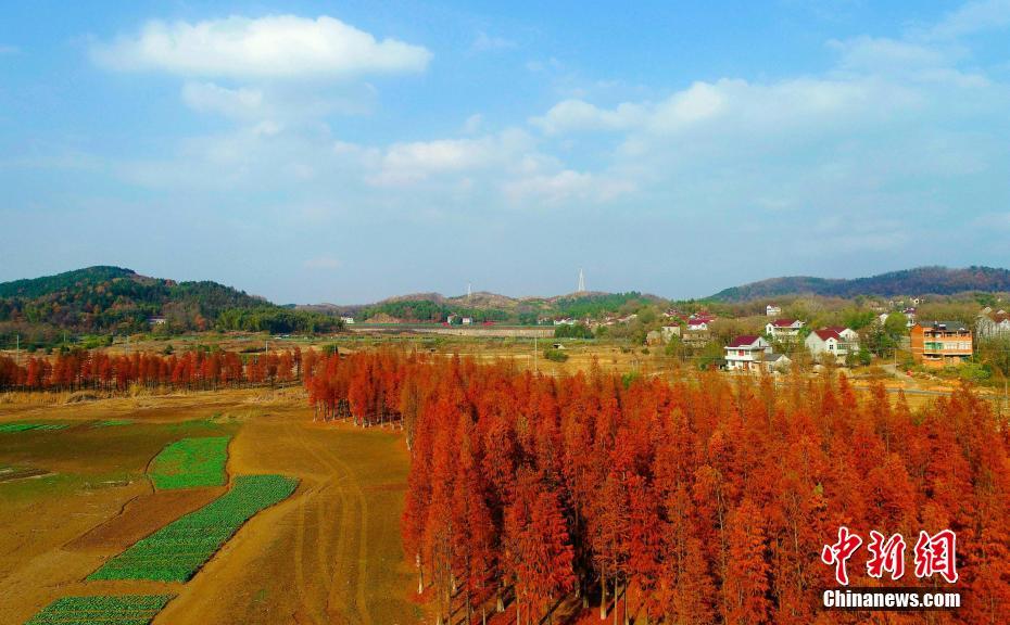 赤く染まるタチラクウショウの林　安徽省廬江県