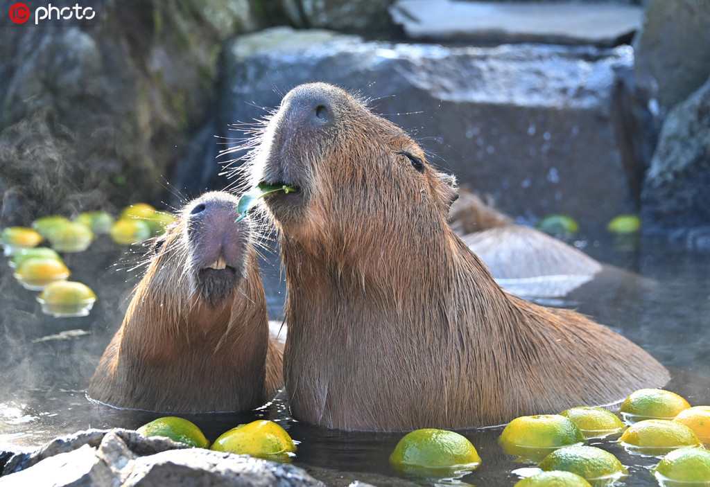 いい湯だな～！みかん湯に思わず恍惚の表情浮かべるカピバラ　日本