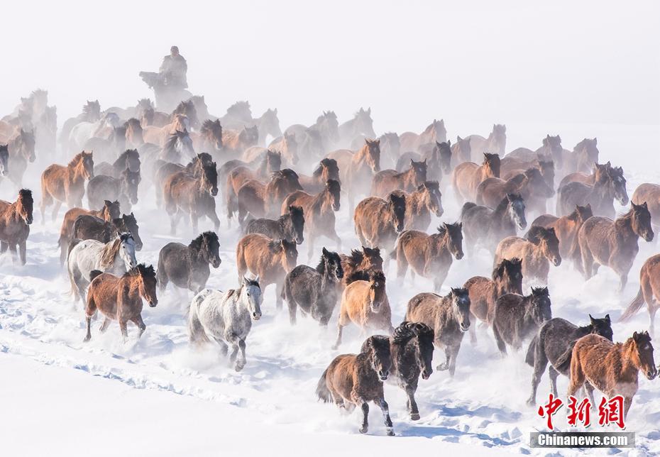 雪の大地を疾走する馬の群れ　新疆昭蘇