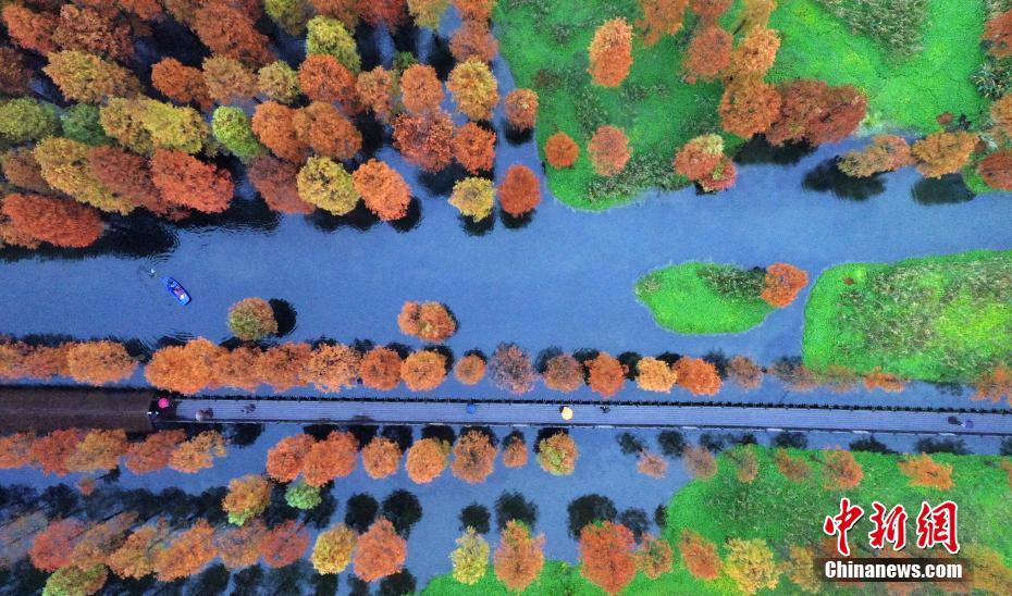 鮮やかに色づいた上海青浦の水上森林