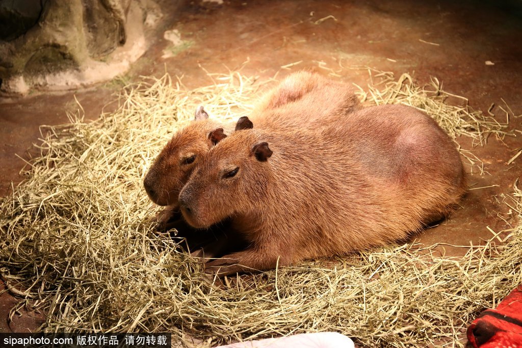 「ショッピングセンター動物園」が親子連れに人気　上海