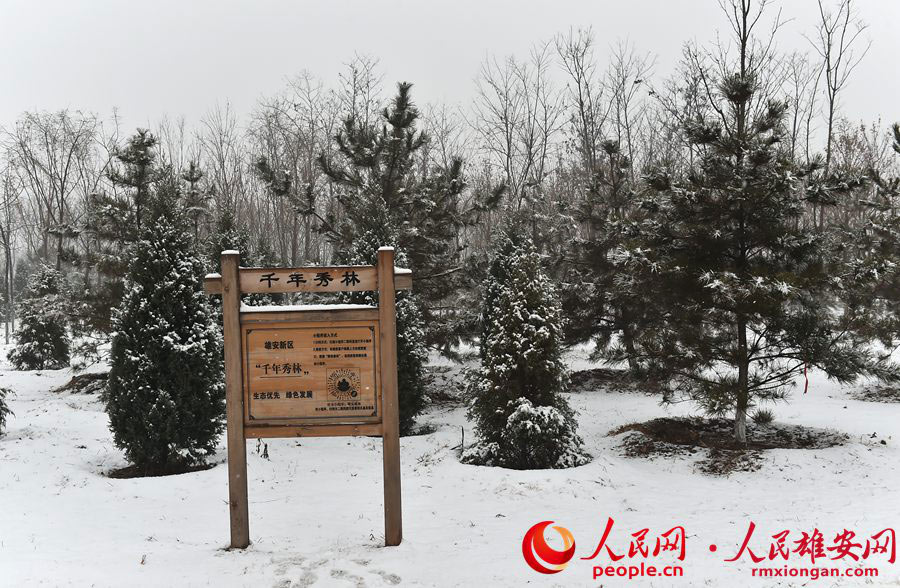 雪降る雄安新區(qū)で目にした雪景色よりも美しい光景　河北省