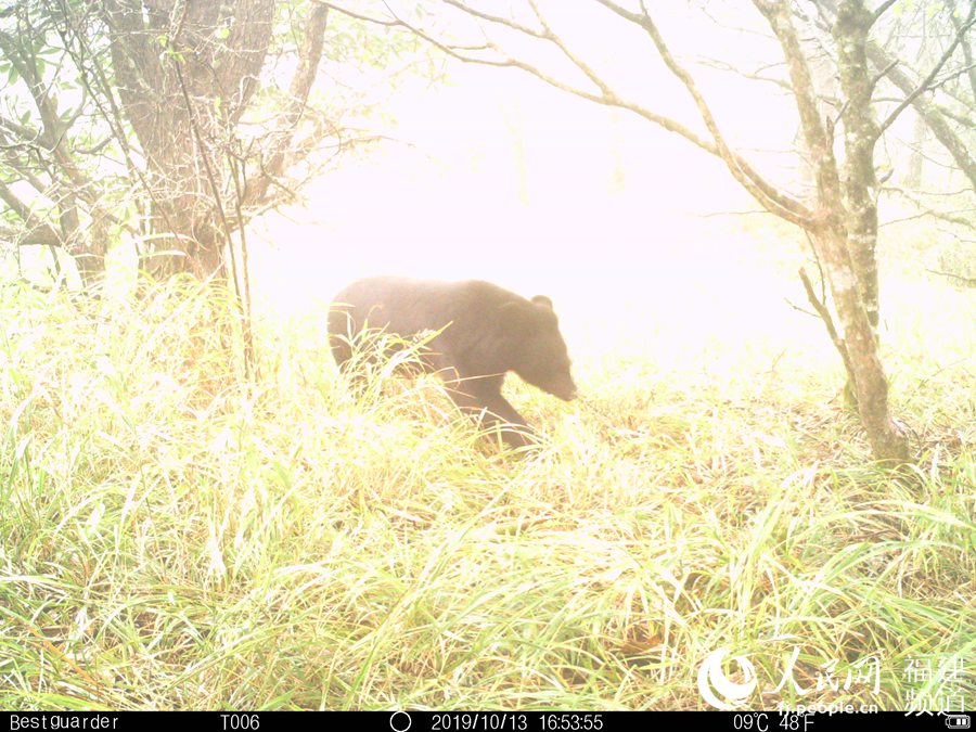 科學調(diào)査チームが稀少動物を求めて武夷山の原始林へ