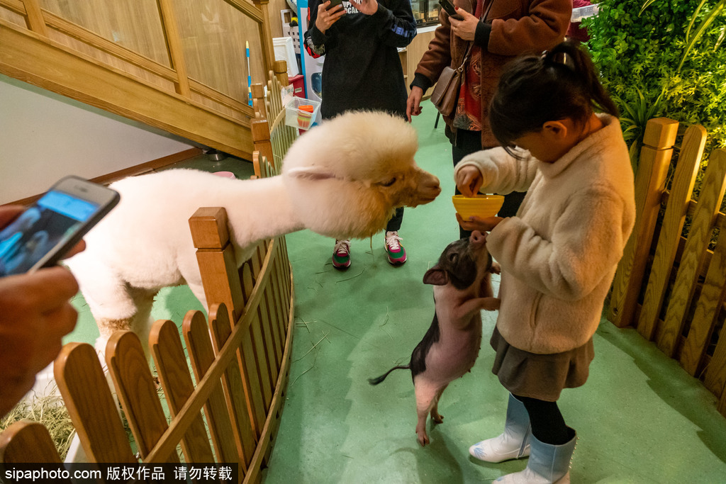 上海でペットと觸れ合う體験館が人気　ちょっと変わった動物に人気が集中