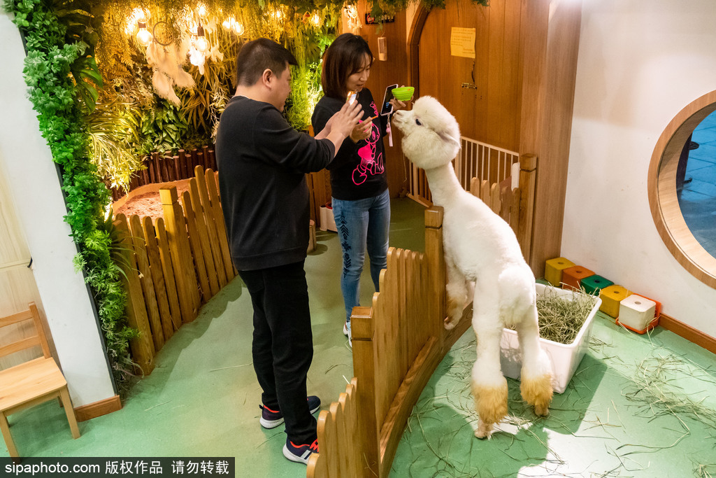 館內(nèi)でアルパカと觸れ合う人々（寫真著作権はsipaphoto.comが所有のため転載禁止）。