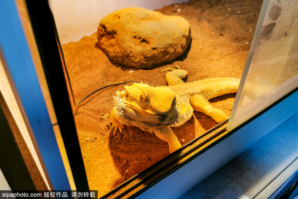 上海でペットと觸れ合う體験館が人気　ちょっと変わった動物に人気が集中