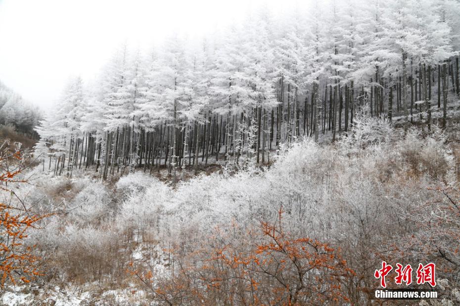 甘粛?六盤(pán)山區(qū)は樹(shù)氷の森に　赤い実の木々が花を添える