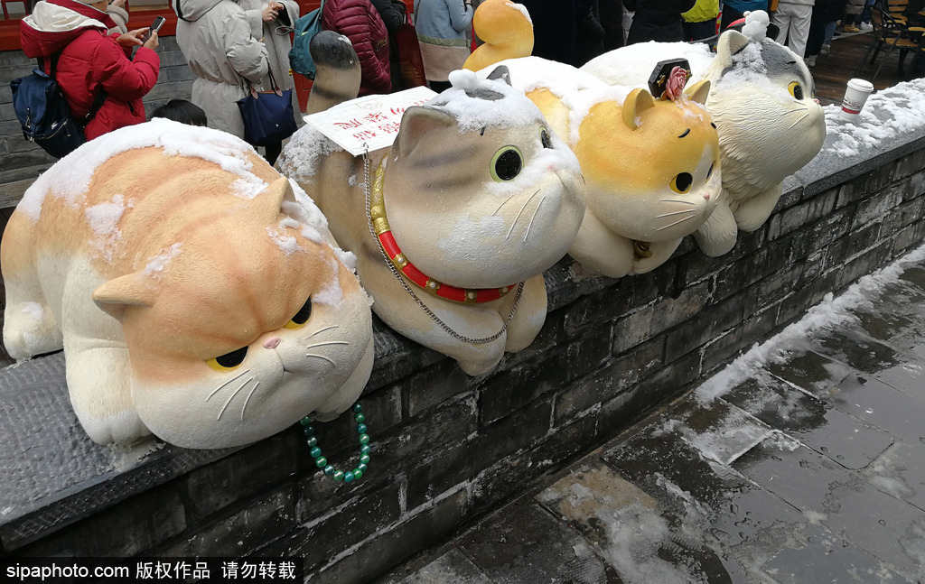 雪が降った後の北京の故宮　雪をかぶったキュートな「御貓」たち