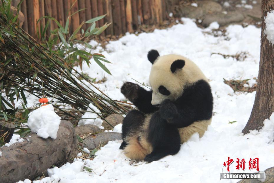 パンダが雪に大はしゃぎ！成都の繁殖研究基地で「エンリッチメント」　四川省