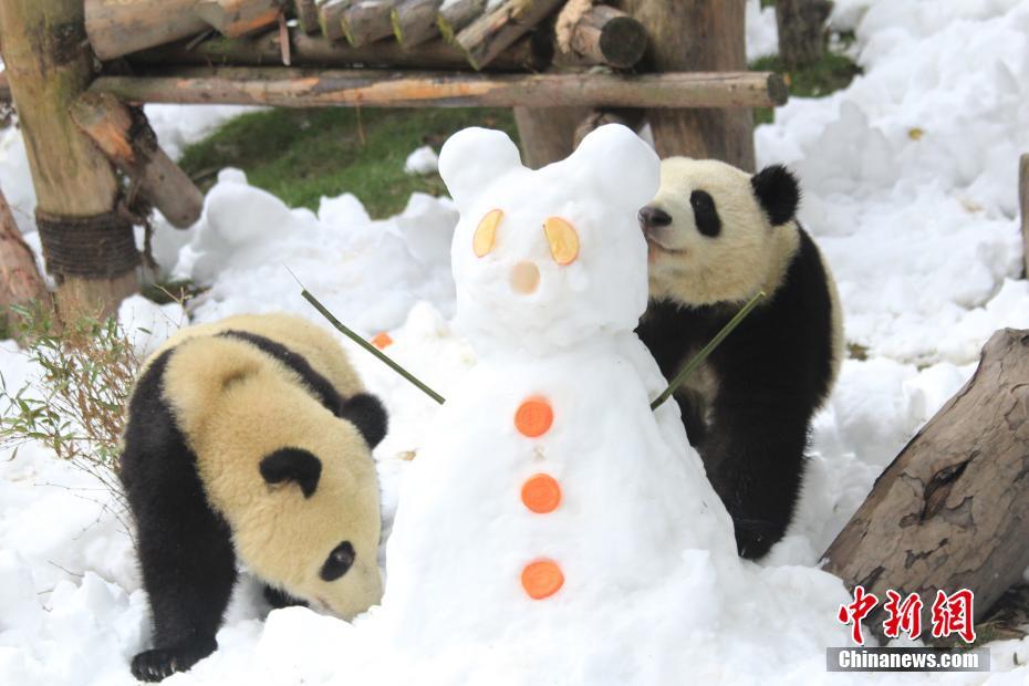 パンダが雪に大はしゃぎ！成都の繁殖研究基地で「エンリッチメント」　四川省