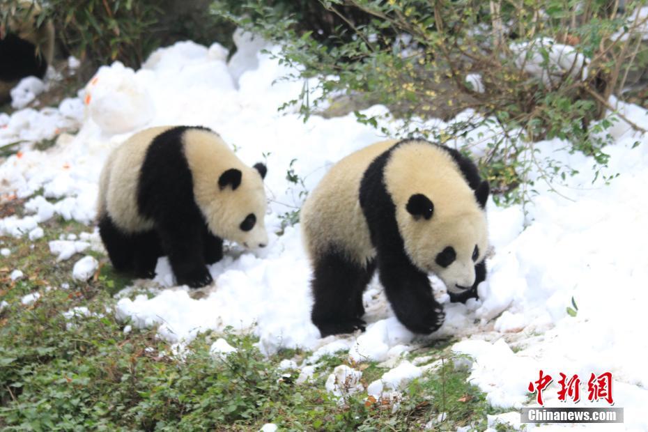 パンダが雪に大はしゃぎ！成都の繁殖研究基地で「エンリッチメント」　四川省