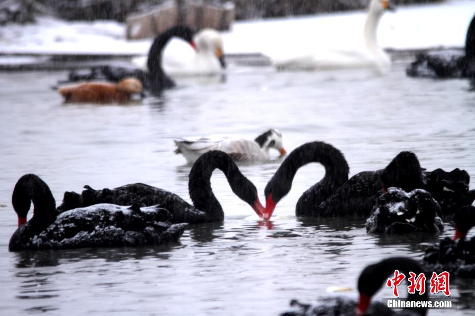 甘粛省張掖濕地公園の野生鳥が雪の降る中もエサ探し