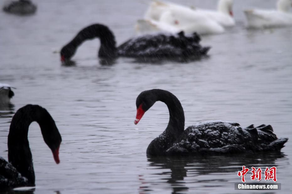 甘粛省張掖濕地公園の野生鳥が雪の降る中もエサ探し