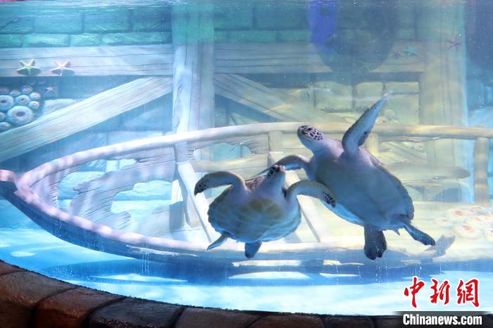 新年を前に南京の水族館に可愛い海の動物たちが仲間入り　江蘇省