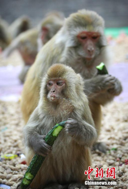 野生のアカゲザルに新年のごちそうをプレゼント　河南省済源市