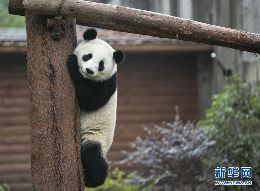 新年も可愛らしさ満開のパンダたち　四川省