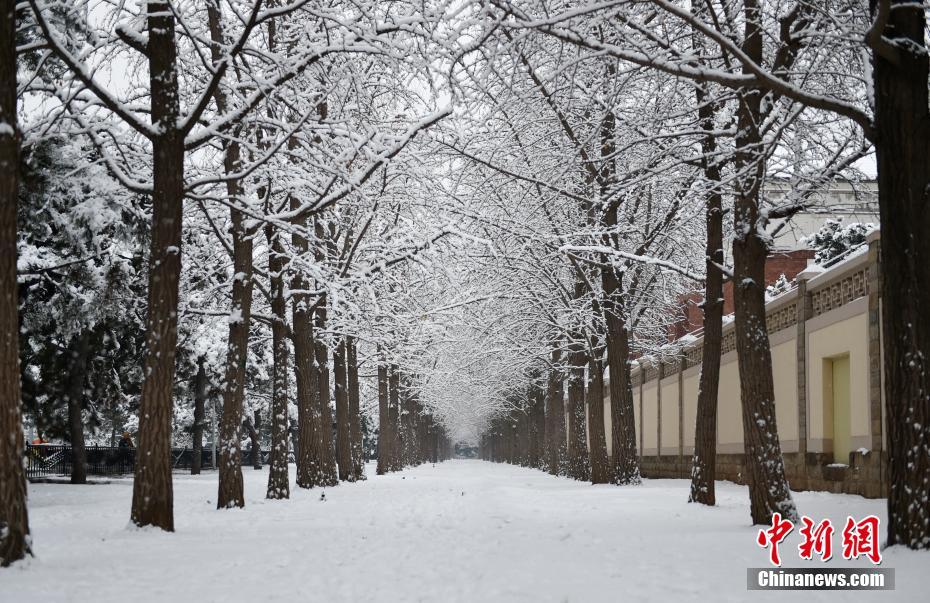 1月6日、まるで絵畫のような北京市釣魚臺(tái)のイチョウ並木の雪景色（撮影?翟璐）。