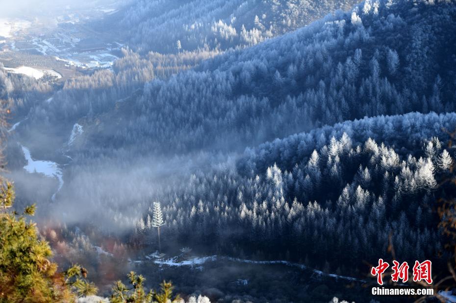 息を呑むほどの美しさ　甘粛渭源の霧氷