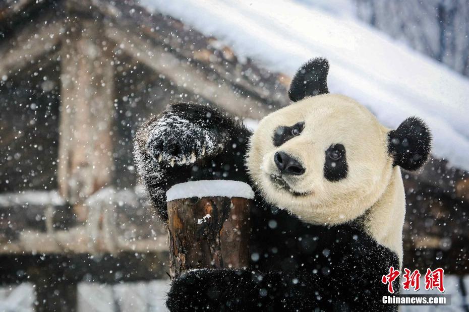 雪の中で思いきり遊ぶ「國寶」ジャイアントパンダ（撮影?宮玥雯）。 