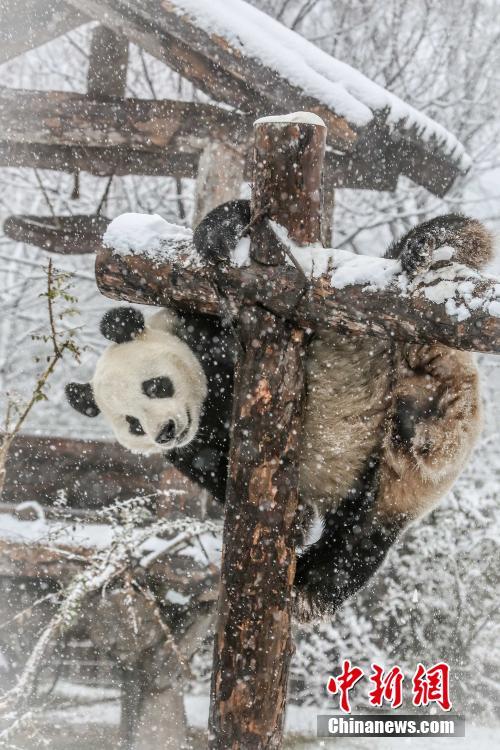 大雪にパンダも大はしゃぎ！　山東省済南市