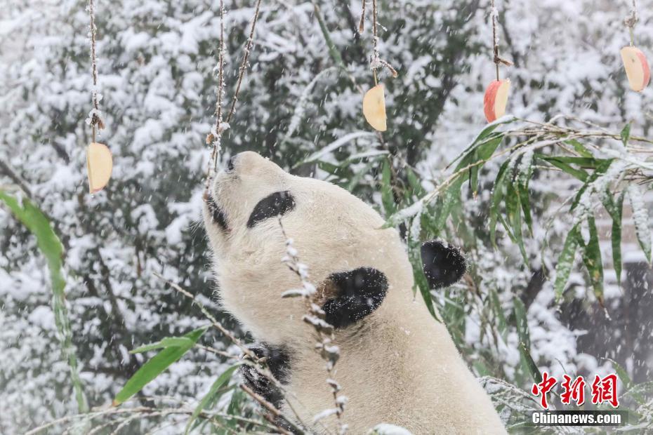 大雪にパンダも大はしゃぎ！　山東省済南市