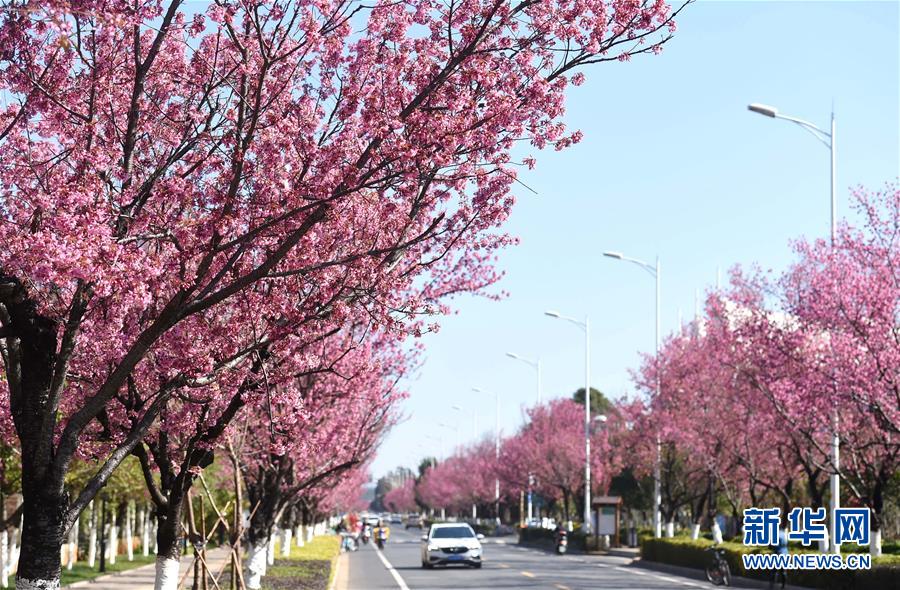 「春の都市」昆明に咲く冬桜　雲(yún)南省