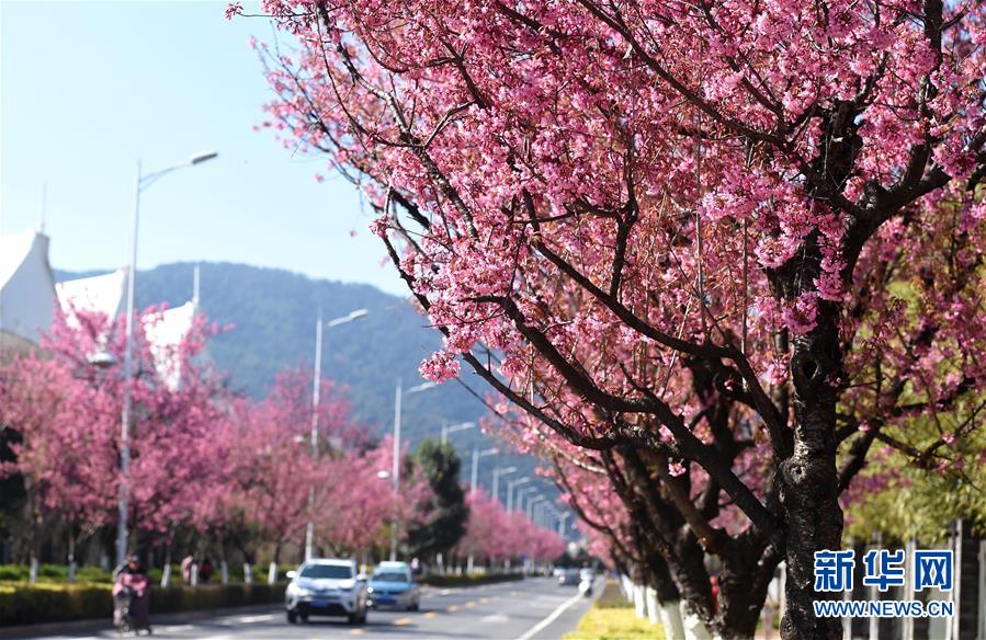 1月7日、昆明市の紅塔西路で満開になった冬桜(撮影?藺以光)。