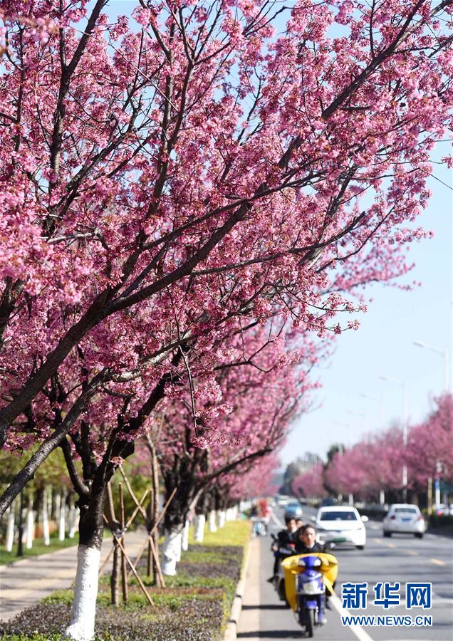 「春の都市」昆明に咲く冬桜　雲(yún)南省